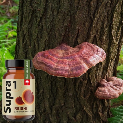 Supra1 Reishi Grzyb nieśmiertelności dla zdrowia 150g